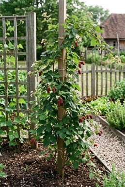 Rubus 'Tayberry' am Stab