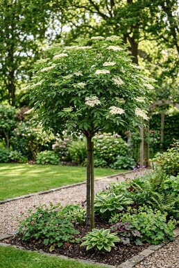 Sambucus nigra 'Korsør' Hochstamm