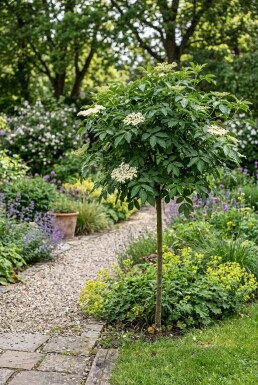 Sambucus nigra 'Korsør' Hochstamm