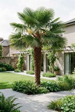 Trachycarpus fortunei Hochstamm