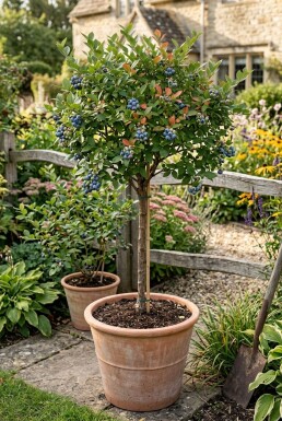 Vaccinium corymbosum 'Bluegold' Stämmchen