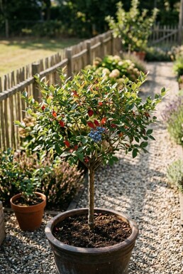 Vaccinium corymbosum 'Bluegold' Stämmchen