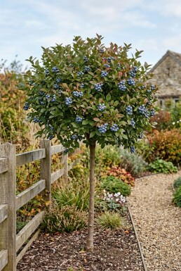 Vaccinium corymbosum 'Bluecrop' Stämmchen