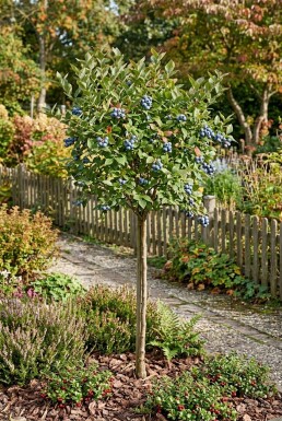 Vaccinium corymbosum 'Bluecrop' Stämmchen
