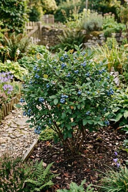Vaccinium corymbosum angustifolium 'Aino' Strauch