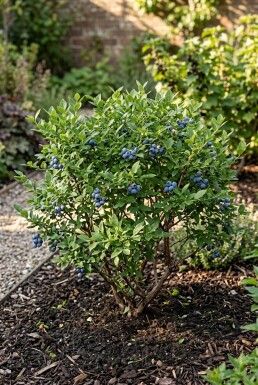 Vaccinium corymbosum angustifolium 'Aino' Strauch