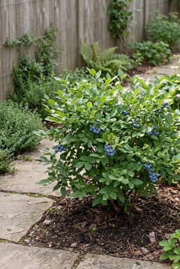Vaccinium corymbosum angustifolium 'Alvar' Strauch