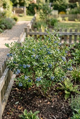 Vaccinium corymbosum angustifolium 'Jorma' Strauch