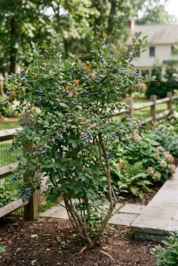 Vaccinium corymbosum 'Aurora' Strauch