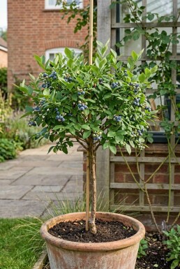 Vaccinium corymbosum 'Becky Blue' Stämmchen