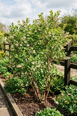 Vaccinium corymbosum 'Bluecrop'