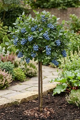 Vaccinium corymbosum 'Bluejay' mit Pflanzstab