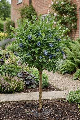 Vaccinium corymbosum 'Bluejay' mit Pflanzstab