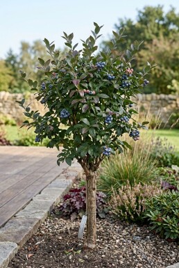 Vaccinium corymbosum 'Duke' Stämmchen