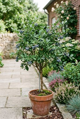 Vaccinium corymbosum 'Goldtraube 23' Stämmchen