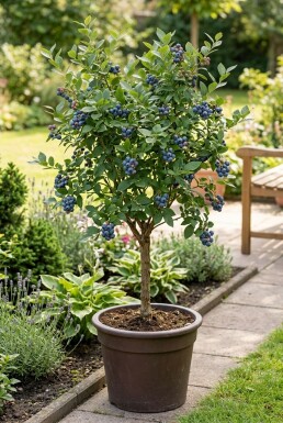 Vaccinium corymbosum 'Goldtraube 23' Stämmchen