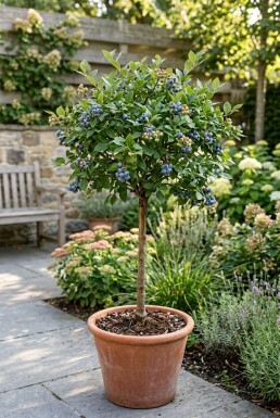 Vaccinium corymbosum 'Goldtraube 71' Stämmchen