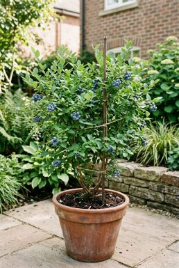 Vaccinium corymbosum 'Hortblue Petite' Stämmchen