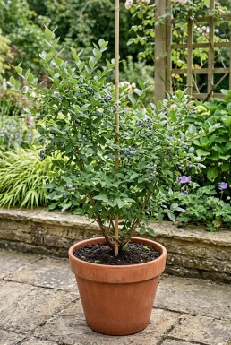 Vaccinium corymbosum 'Hortblue Petite' Stämmchen