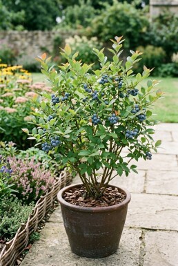 Vaccinium corymbosum 'Hortblue Petite' Strauch