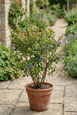 Vaccinium corymbosum 'Hortblue Petite' Strauch