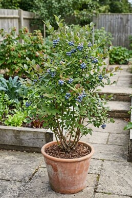 Vaccinium corymbosum 'Jersey'