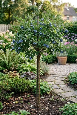 Vaccinium corymbosum 'Jersey' Stämmchen