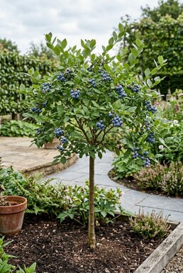 Vaccinium corymbosum 'Jersey' Stämmchen