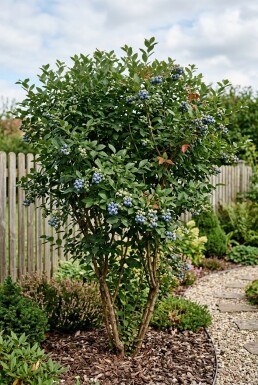 Vaccinium corymbosum 'Jersey' Strauch