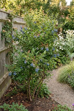 Vaccinium corymbosum 'Jersey' Strauch
