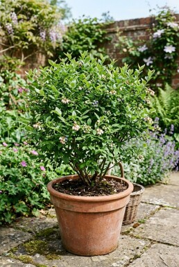 Vaccinium corymbosum 'Sunshine Blue' Strauch