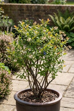 Vaccinium corymbosum 'Sunshine Blue' Strauch