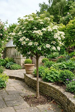 Viburnum carlcephalum auf Stamm