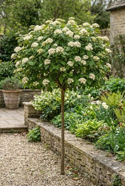 Viburnum carlcephalum auf Stamm