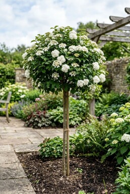 Viburnum 'Eskimo' auf Stamm