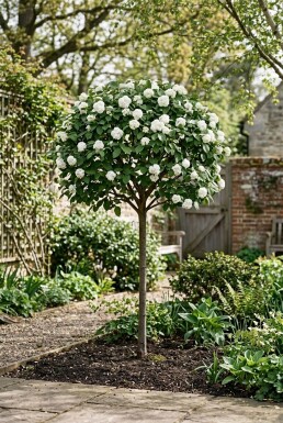 Viburnum 'Eskimo' auf Stamm
