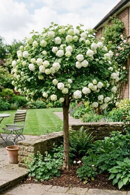 Viburnum opulus 'Roseum' Halbstamm