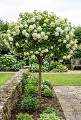 Viburnum opulus 'Roseum' Halbstamm