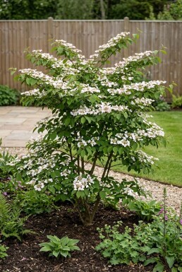 Viburnum plicatum 'Kilimandjaro Sunrise' Strauch