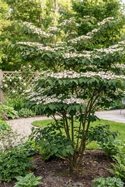 Viburnum plicatum 'Kilimandjaro Sunrise' Strauch