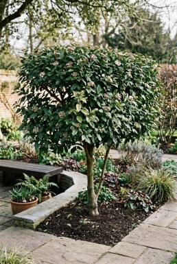 Viburnum tinus 'Eve Price' Schirm