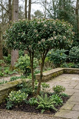 Viburnum tinus 'Eve Price' Schirm