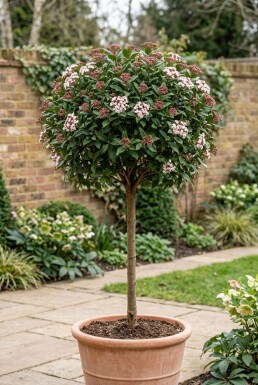 Viburnum tinus 'Eve Price' Stämmchen