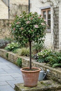 Viburnum tinus 'Eve Price' Stämmchen