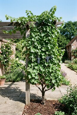 Vitis 'Boskoop Glory' am Stab