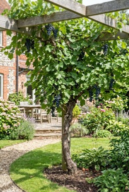 Vitis 'Boskoop Glory' am Stab