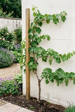 Vitis 'Himrod' Stab