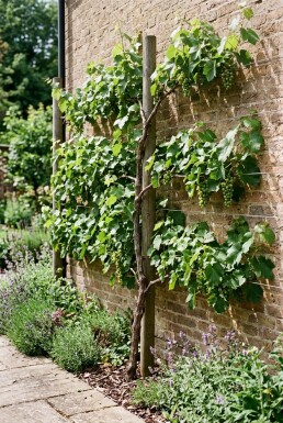 Vitis 'Himrod' Stab