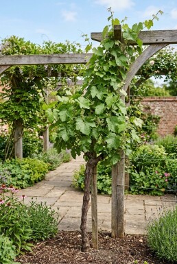 Vitis labrusca 'Isabella' Stämmchen