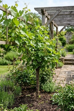Vitis labrusca 'Isabella' Stämmchen